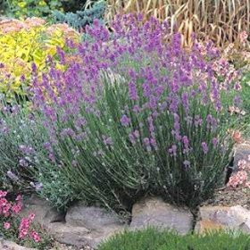 munstead-lavender