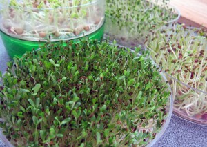 sprouts in a sprouter