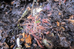 worm-farm